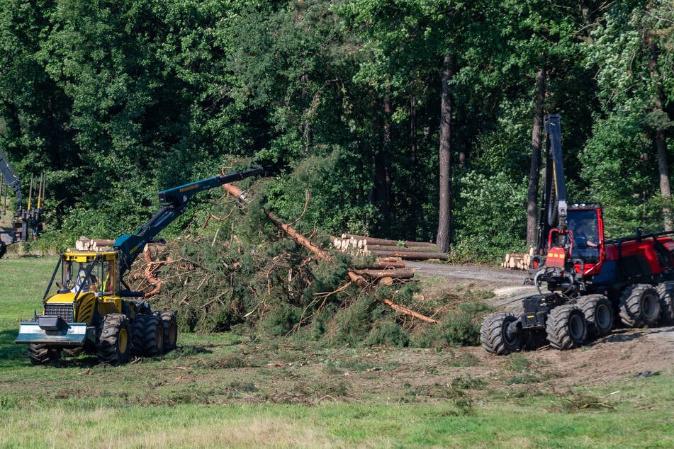 Harvester bereiten die Stämme für den Abtransport vor.