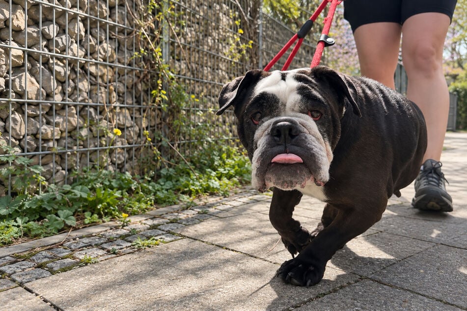 Bulldogge Shorty verfolgt bei Spaziergängen gerne ihren eigenen Plan.