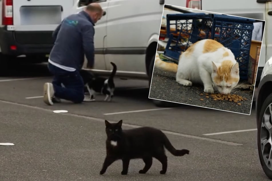 Über 150 Katzen würden durch den Abriss des Kölner Großmarkts ihr Zuhause verlieren.