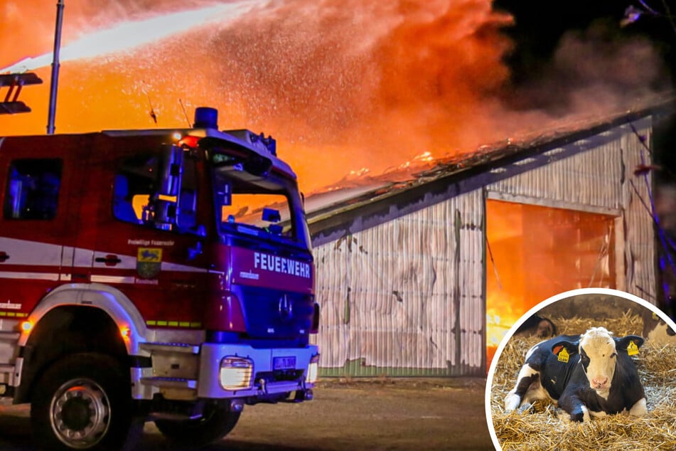 Kälber sterben bei Stallbrand: PETA erstattet Anzeige