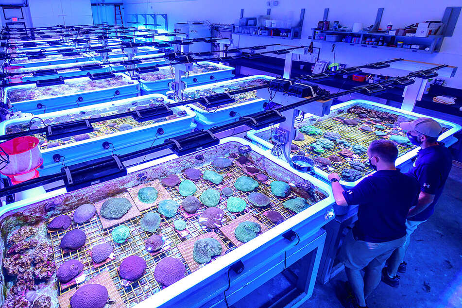 One tactic to help coral reefs are labs like this, which grow new corals to "reforest" reefs.