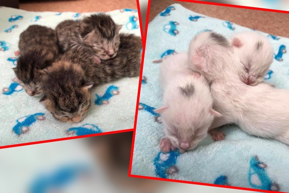 Babyboom im Tierheim: Doch der Kitten-Nachwuchs hat einen traurigen Hintergrund