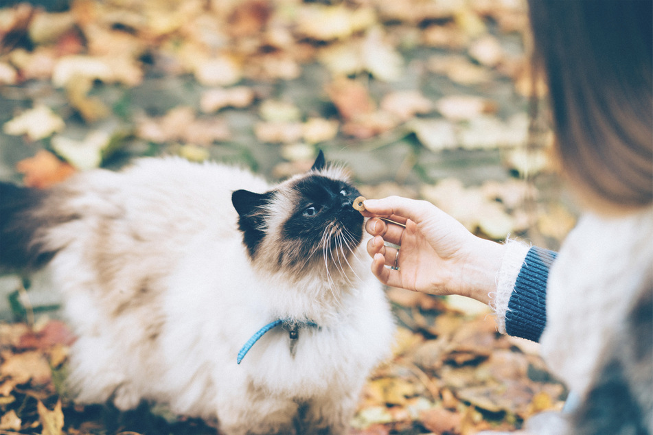 Cat training isn't necessary, but can add a lot to your relationship with your pet.