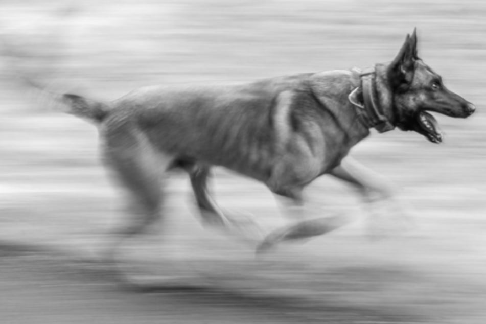 Después de la muerte del perro guardián: empresa metalúrgica ofrece una generosa recompensa