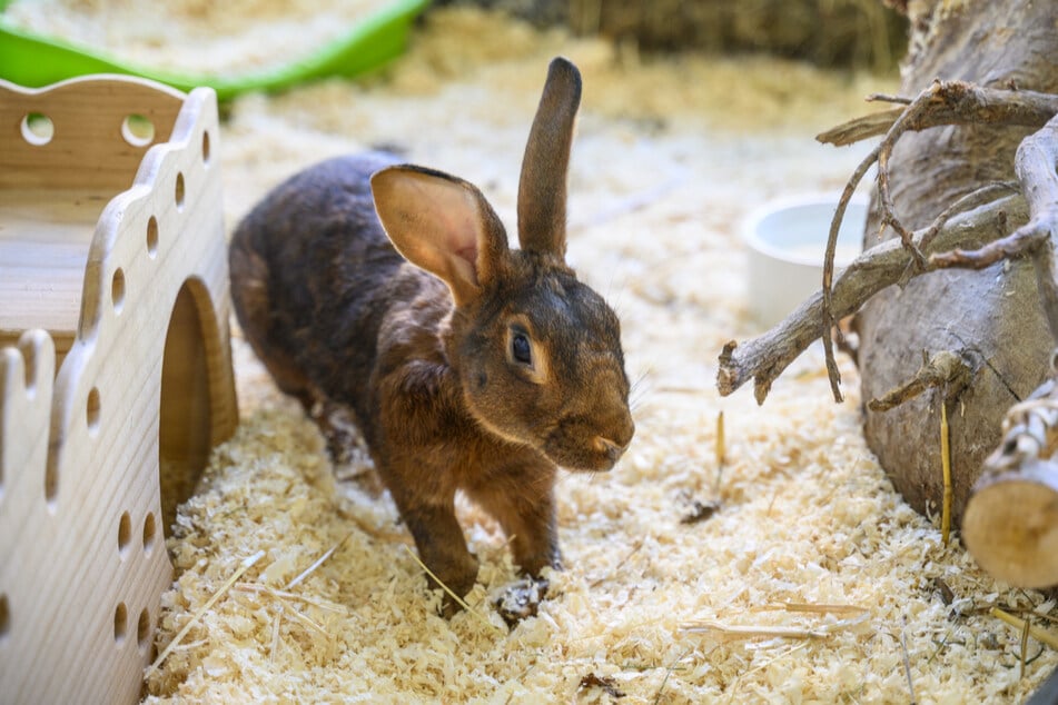 Stallkaninchen Toffi (4) ist seit Ende August im Tierheim Chemnitz.