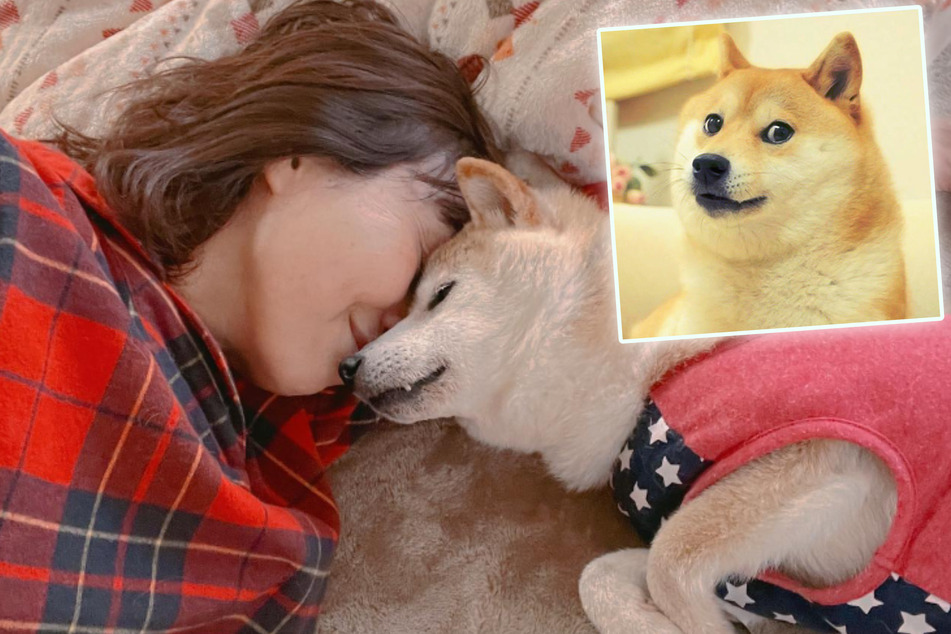 Shiba Inu Kabosu wurde als "Doge" weltberühmt, nun ist der Hund todkrank.