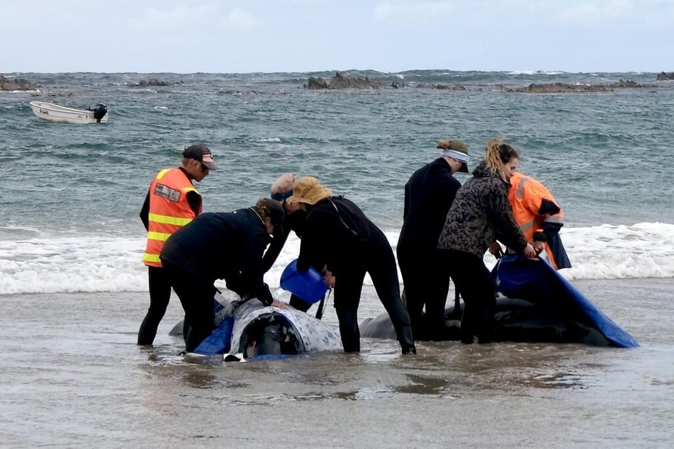 Officials respond to a mass stranding of dolphins on a beach near Arthur River on the west coast of Tasmania.