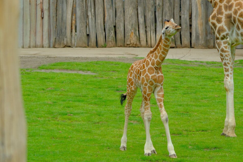 Zuckersüß! Leipzigs zwei Wochen altes Giraffen-Baby darf andere Tiere beschnuppern