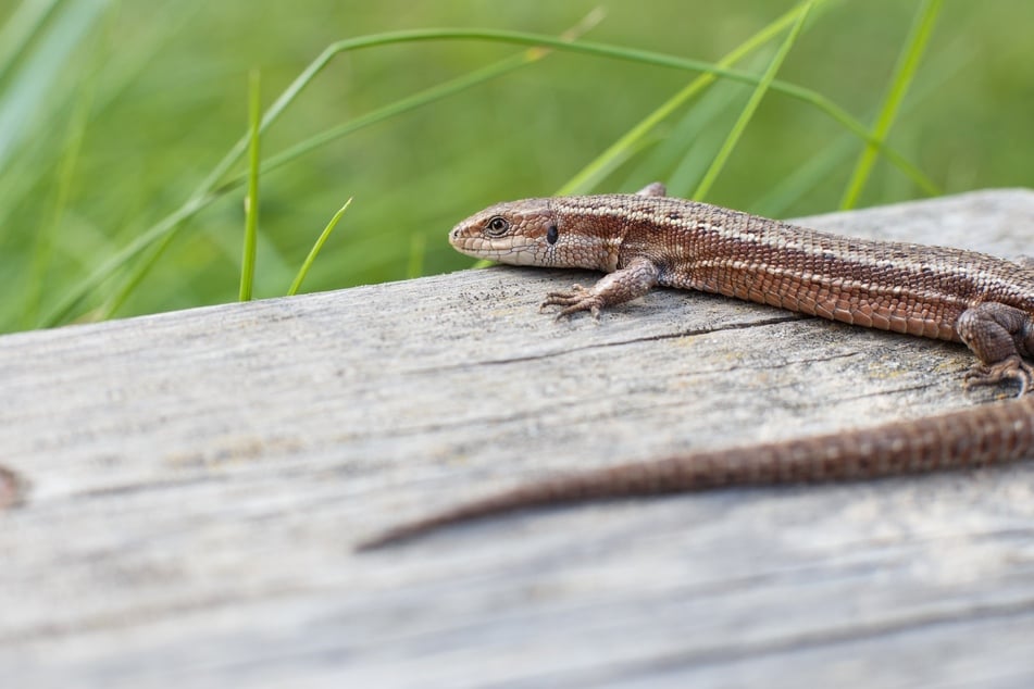 Nützlich, lästig oder schädlich? Sind Eidechsen im Garten gut oder schlecht?