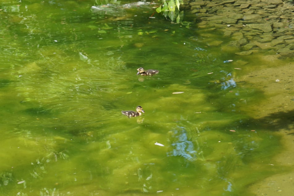 Baby-Stockenten gründeln im flachen Wasser auf der Suche nach Nahrung.