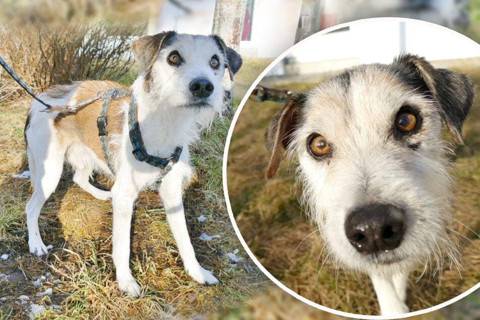 Jack-Russell-Mix "Kimi" möchte seinen Lebensabend bei fürsorglichen Menschen verbringen.