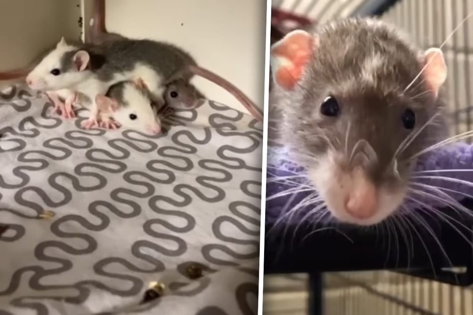 1000 Ratten befreit! Tierheim kann nur wenige von ihnen aufnehmen: "Werden häufig verachtet"