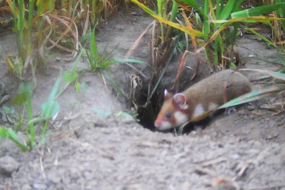 Das Bild einer Wildkamera zeigt einen bereits ausgewilderten Hamster im Norden Sachsens. (Archivfoto)