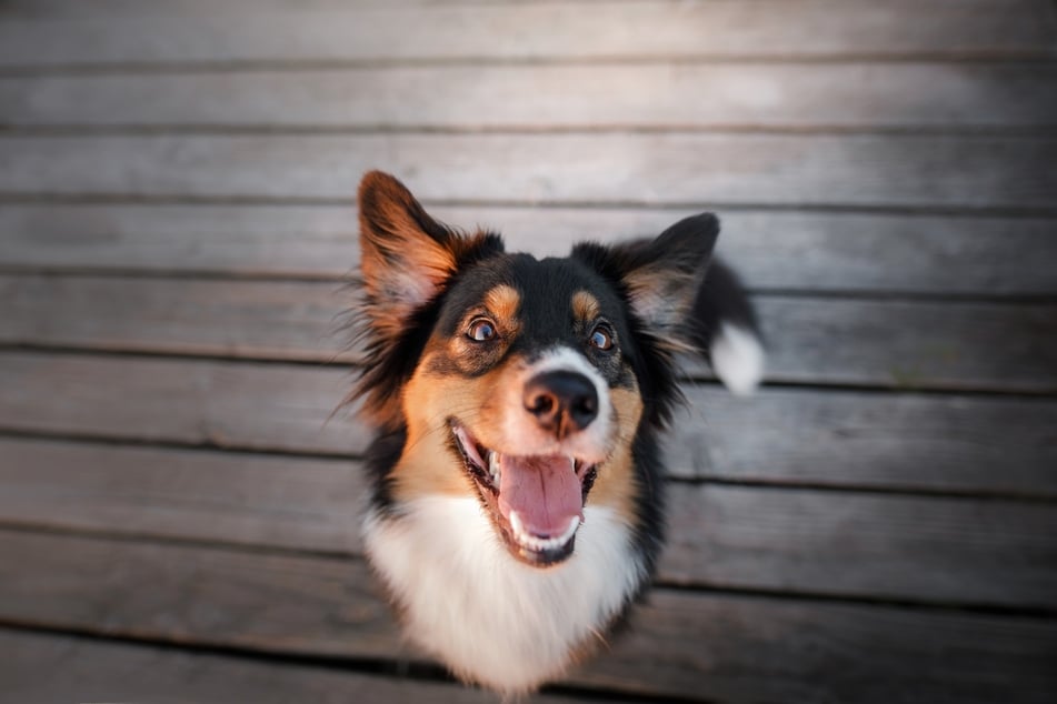 Hunde erkennen ihre Menschen auch an ihren Gesichtern.