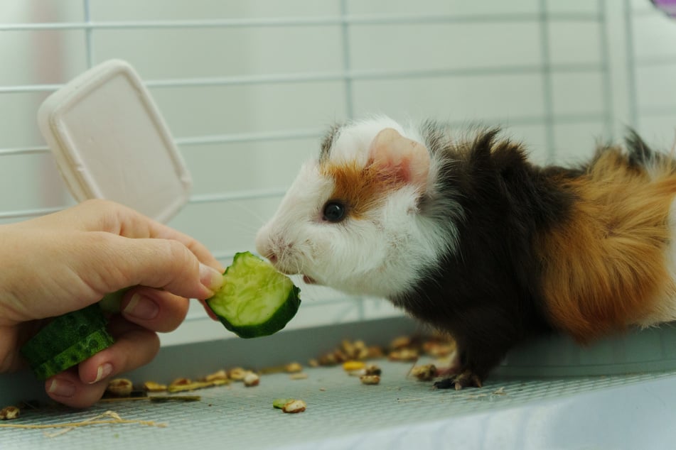 Wasserhaltige Lebensmittel eignen sich bei Hitze besonders gut für Meerschweinchen.