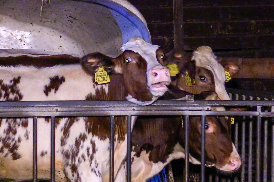 Ein Großteil der Rinderherde konnte in der Nacht zum Montag aber aus dem brennenden Stall gerettet werden.
