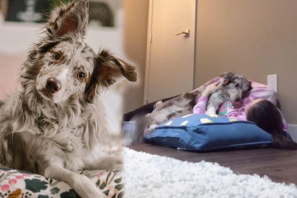 TikTok users are all choked up about this dog's reaction to her owner coming for a sleepover