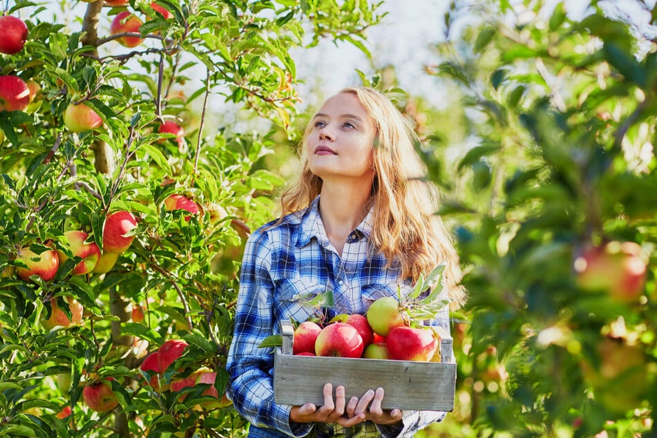 Apfel-Freunde sollten es am Sonntag mal in Rammenau versuchen.