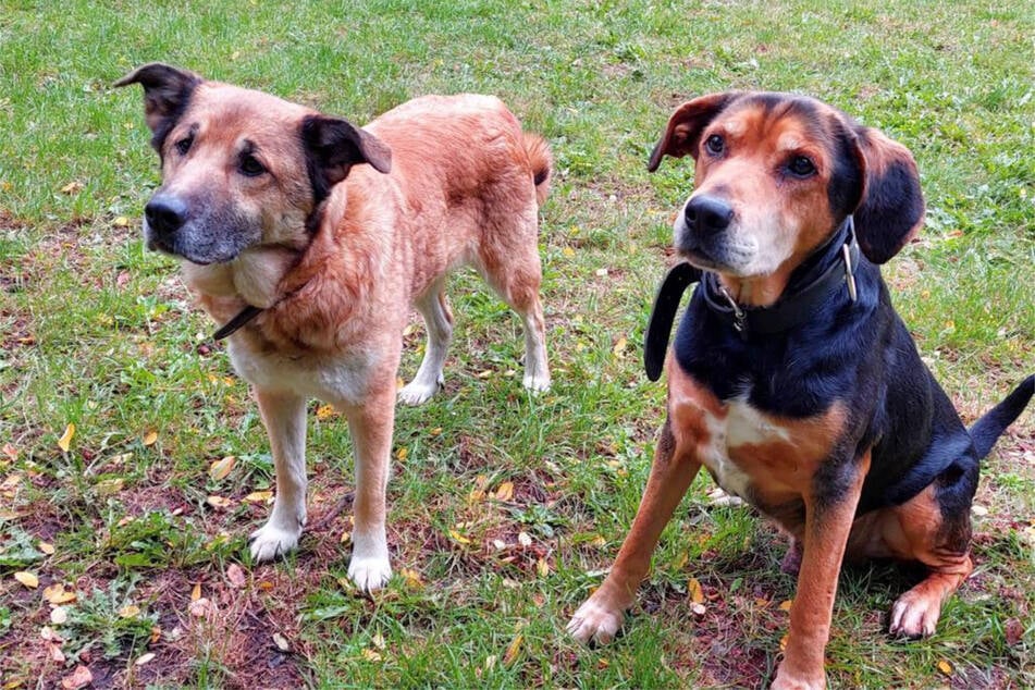 Schäferhund-Mischling Max (r.) ist bereits zum vierten Mal im Tierheim in Hamburg untergebracht.