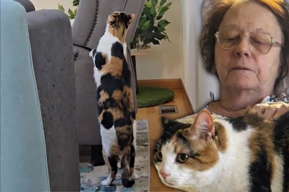 Frau nimmt Katze nach Tod ihrer Besitzerin auf: Was sie dann mit ansehen muss, bricht ihr das Herz