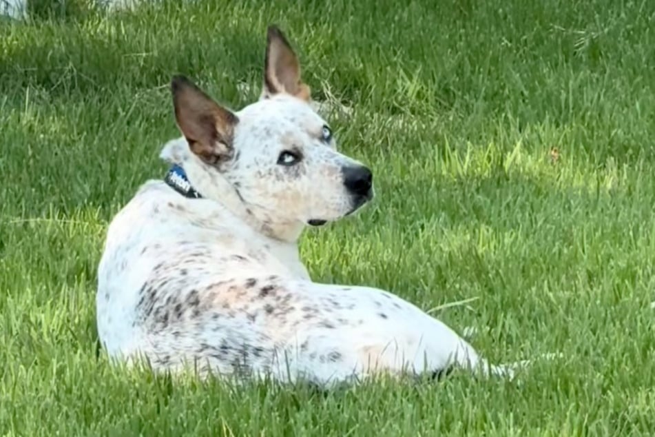 Heute geht es dem Rüden in seinem neuen Zuhause gut. Dort genießt er das Leben gerne im Garten.