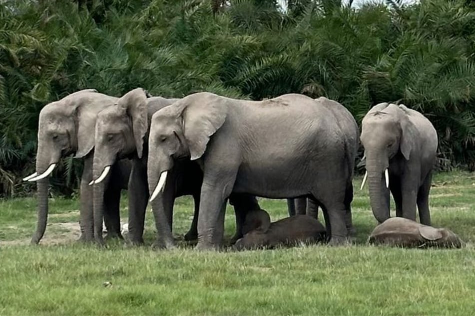 Mutmaßliche Vergiftung in Nationalpark: 15 Elefanten tot