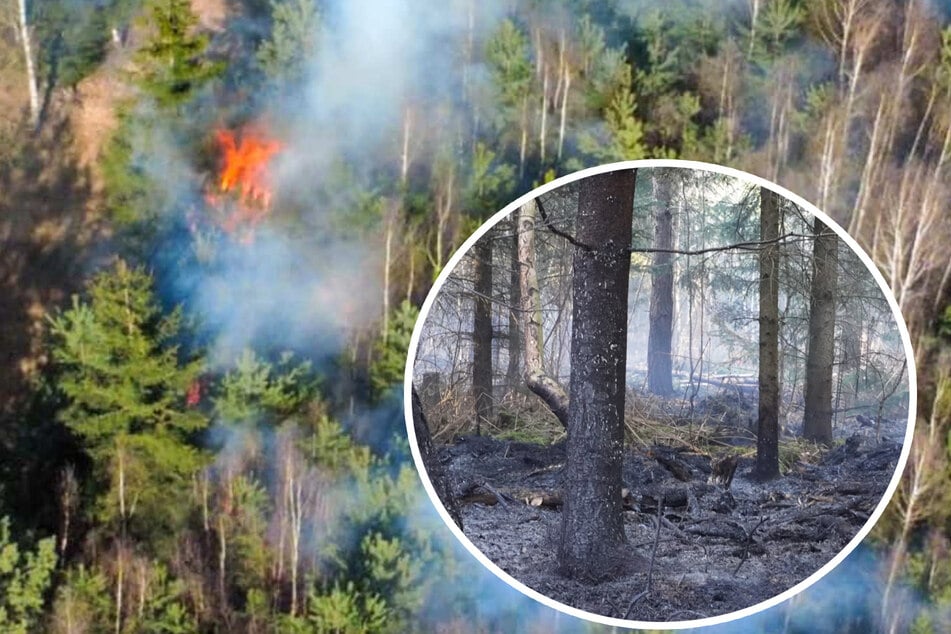 Waldbrand in Sachsen: Über vier Hektar fallen Flammen zum Opfer