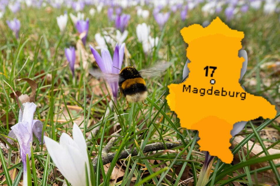 Sachsen-Anhalt kann sich auf ein weiteres frühlingshaftes Wochenende freuen. (Symbolbild)