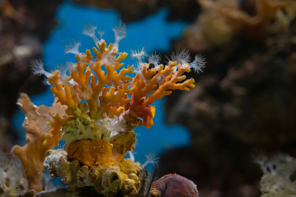 Wegen eines Leckes lagen die Korallen im Aquarium nicht mehr vollständig im Wasser. (Symbolbild)