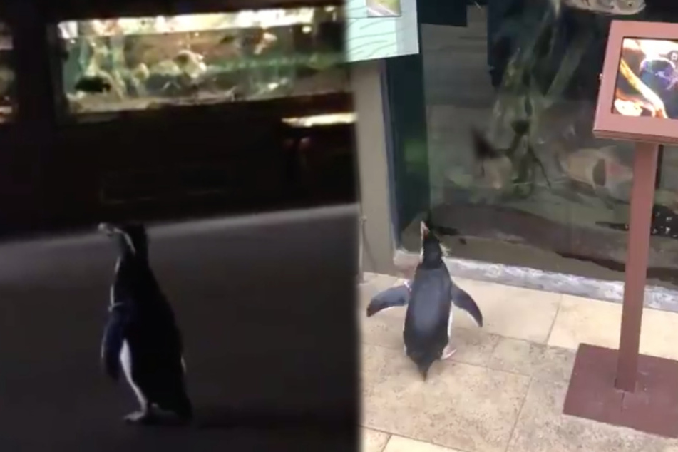 Video: Pinguine haben Corona-Frei und besuchen ihre Mitbewohner