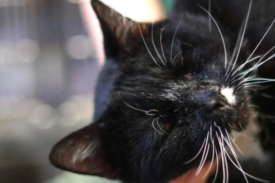 Einfach in einer Transportbox ausgesetzt: Katzenopa Fredo hofft auf sein Happy End