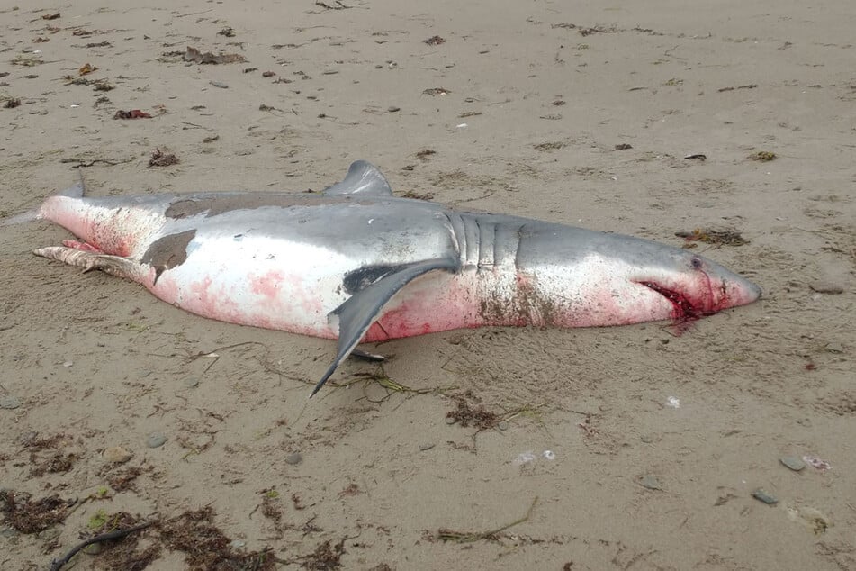 Der tote Hai weist keine äußeren Verletzungen auf, doch aus seinem gewaltigen Maul tropft Blut!