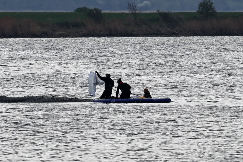 Die Helfer beginnen wieder damit, nasse Laken auf den Wal zu legen.