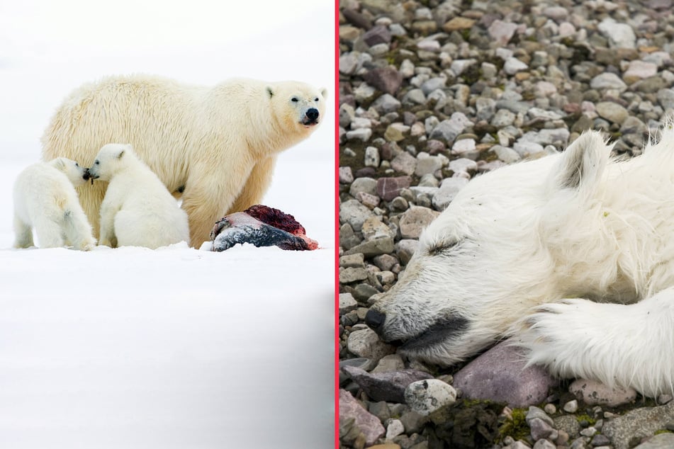 Many Arctic animals will go extinct as a result of recent news that the Arctic will be ice-free by 2030.