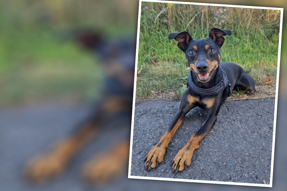 Tierheim "keine Option": Aufgeweckter Hund sucht ein liebevolles Zuhause