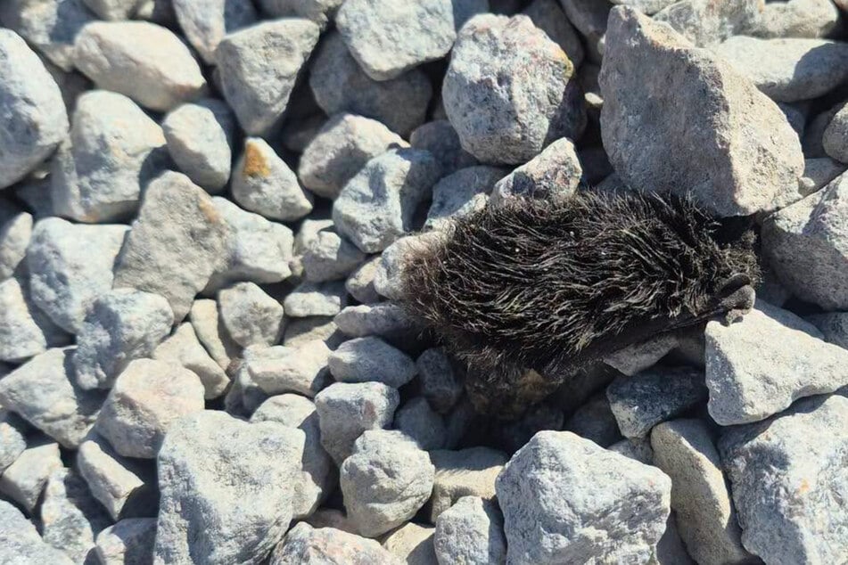 Mann sieht Fellknäuel zwischen Steinen: Was sich dahinter verbirgt, hat er nicht erwartet