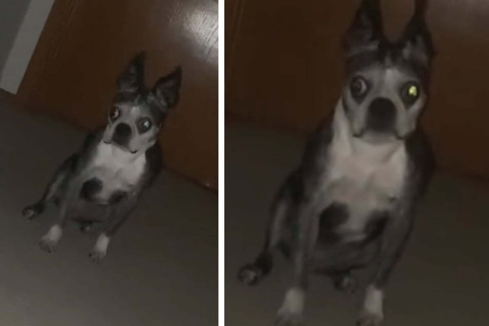 "Guard dog" has hysterical reaction to family visitor: "She lied on her resume"