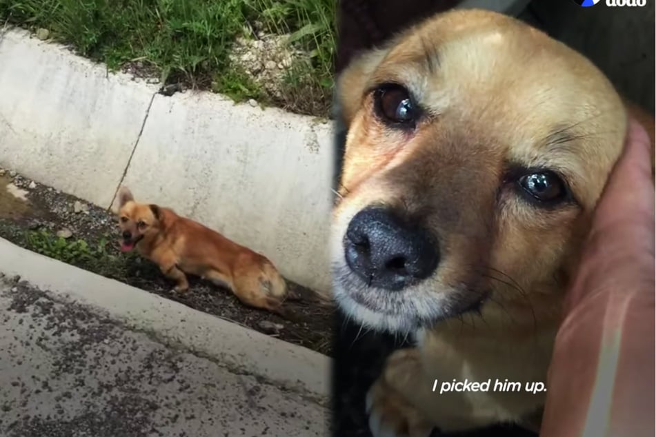 Helpless paralyzed puppy is rescued from a ditch and makes a miraculous recovery!