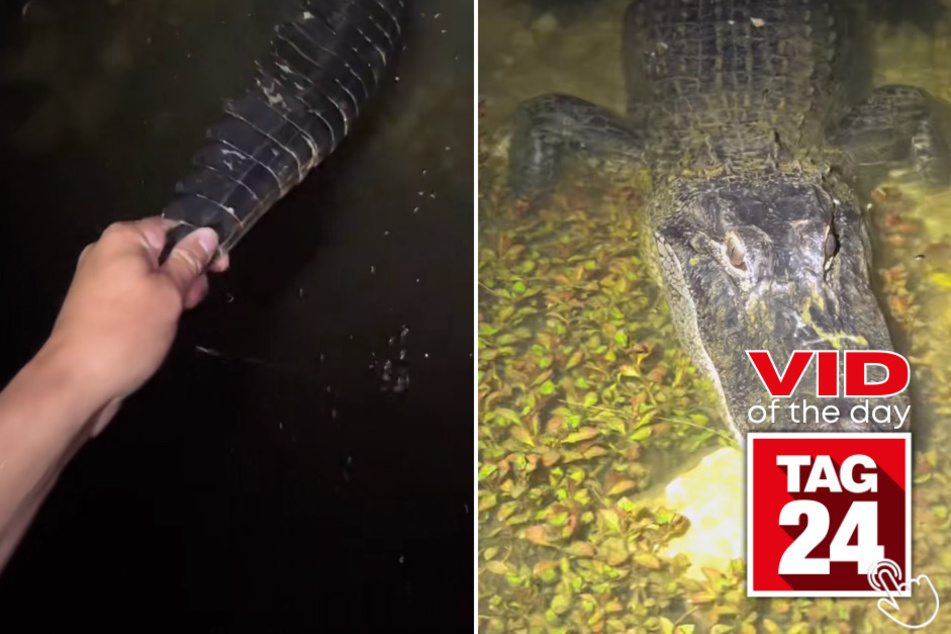 Today's Viral Video of the Day features a courageous man on TikTok who isn't afraid to tug on a "swamp puppy's" tail in the Florida Everglades.