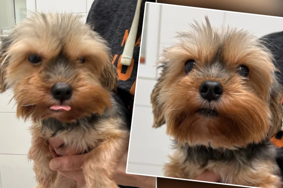 Lo que el dueño le ha hecho a este perrito es simplemente cruel.