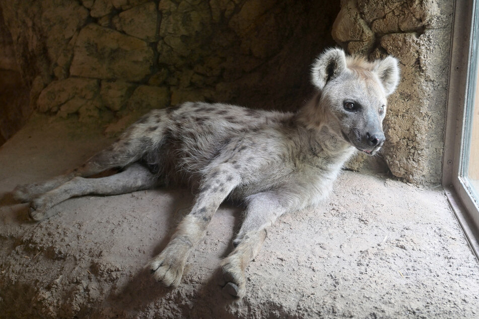 Nur echt mit den Tüpfeln: Die rundohrigen Racker sind die größten unter den Hyänen-Arten.
