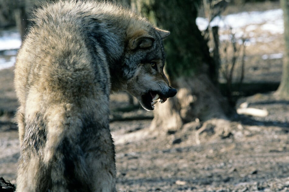 Wolf tötet Hunde Bauer erwürgt das wilde Tier mit bloßen Händen! TAG24