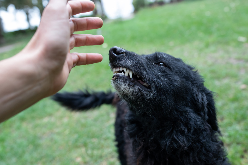 Der Hund attackierte die Spaziergängerin aus dem Nichts. (Symbolfoto)