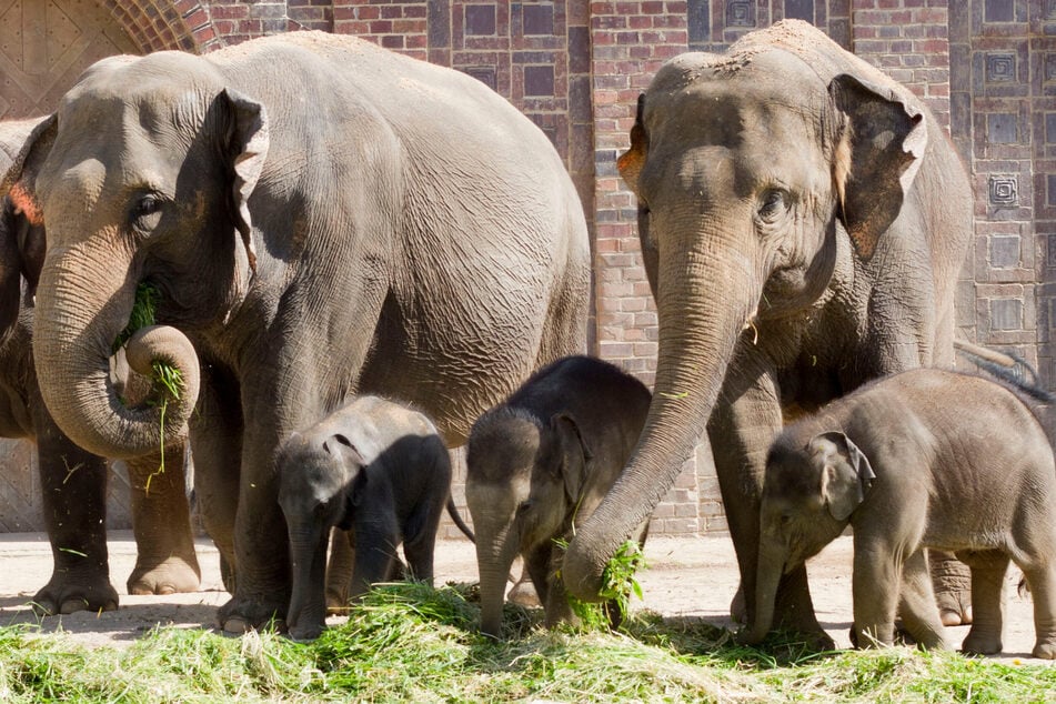 Zoo Leipzig: Pfleger staunen über das Gewicht des Elefanten-Babys - "Alter Schwede"