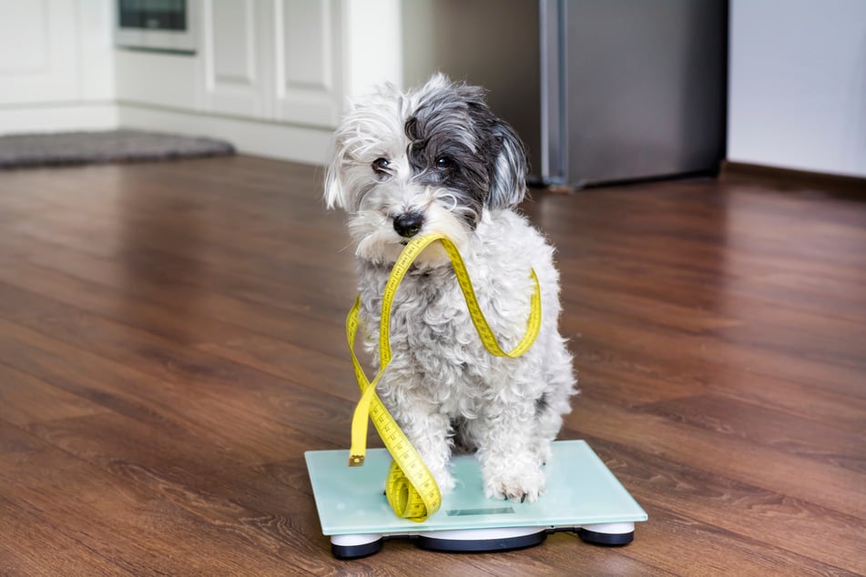 Wie schwer ein Hund ist, hängt von seiner Körpergröße ab - auch beim Shepadoodle.