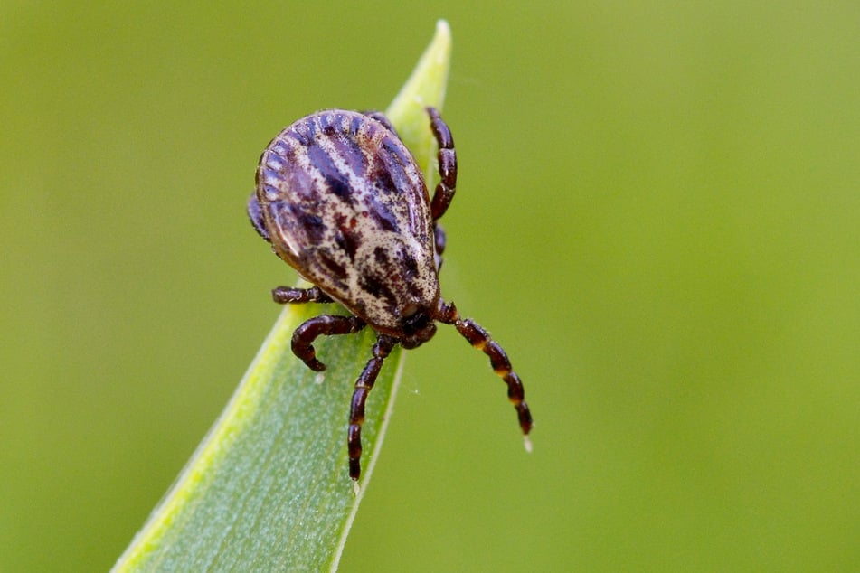 Zecken halten sich gern in dichten, niedrigen Kraut- und Strauchzonen auf.