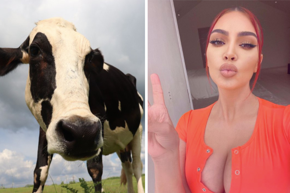 Always ready for their close-up: Kimberley the cow (l.) has been named after her reality star counterpart.