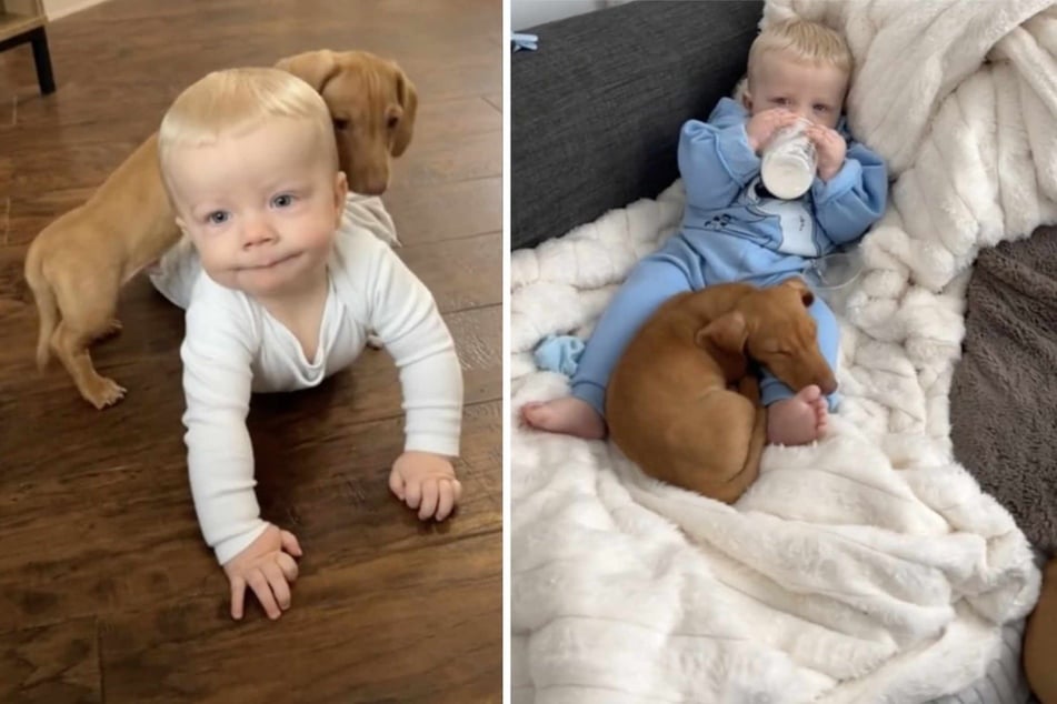 In the video, you can see how the baby and dog become more and more familiar with each other.