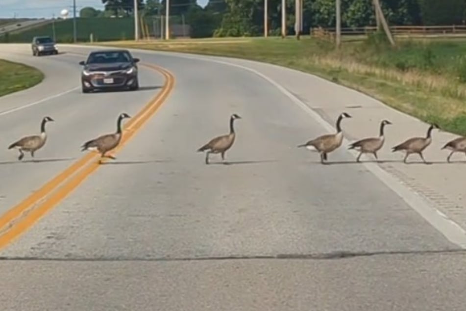 Driver lets a few geese pass – then she realizes the hilarious truth!