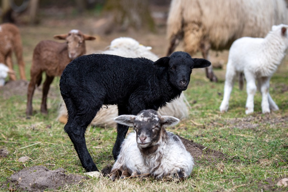 Die Lämmer auf der Farm sehen in diesem Jahr besonders unterschiedlich aus.
